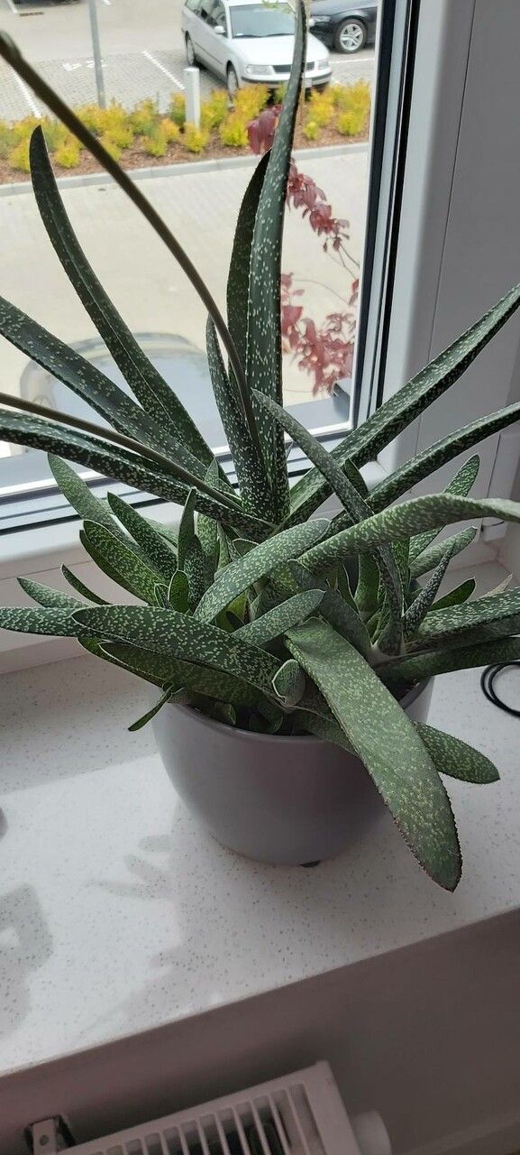 Gasteria disticha habit