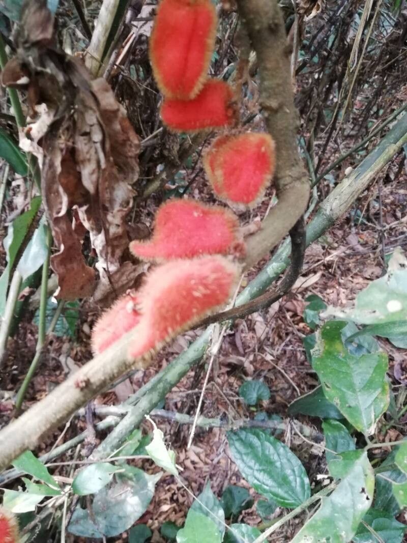 Cnestis corniculata fruit