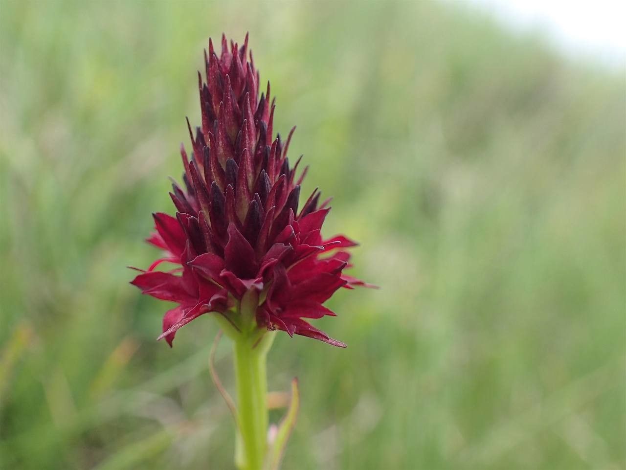 Gymnadenia rhellicani flower