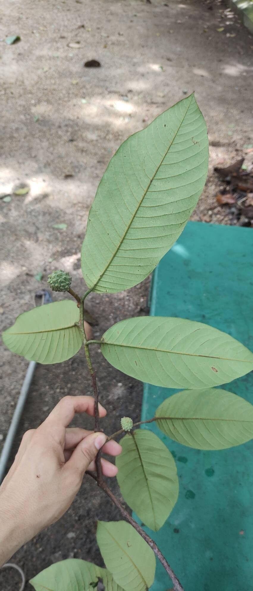 Annona neoinsignis — search result for 'Annona'