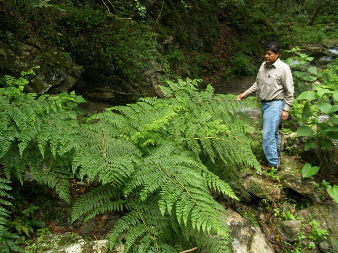 Dennstaedtia globulifera habit