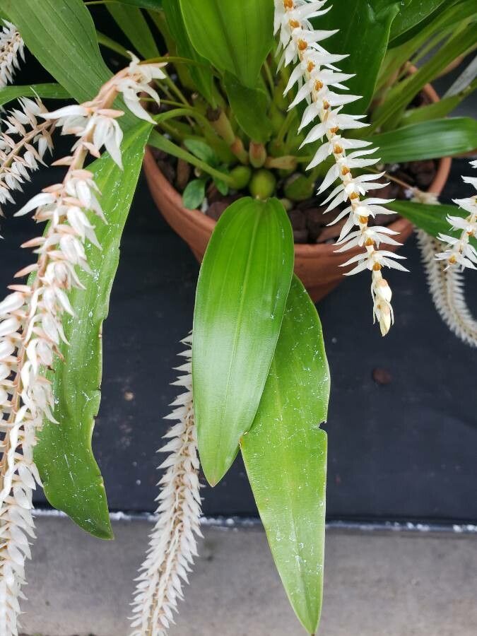 Dendrochilum glumaceum — houseplant care guide