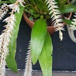 Dendrochilum glumaceum