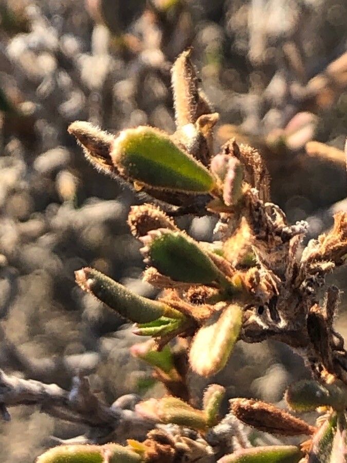 Ononis tridentata leaf