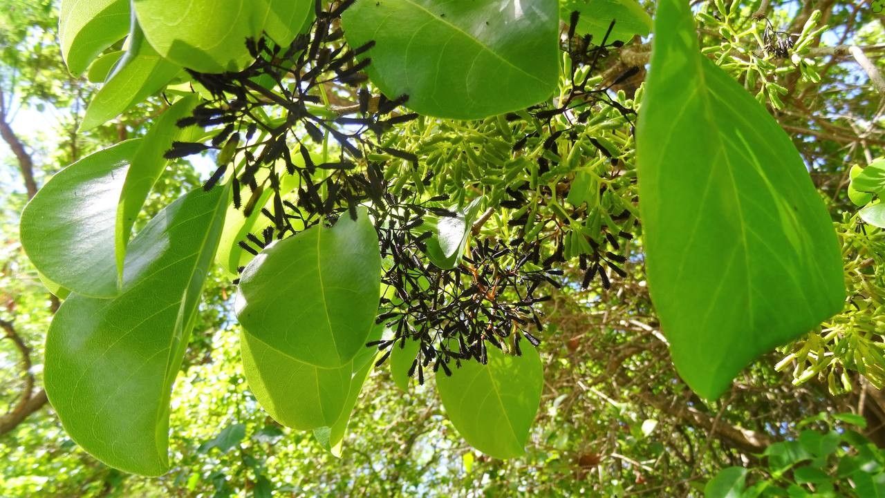Pisonia subcordata fruit