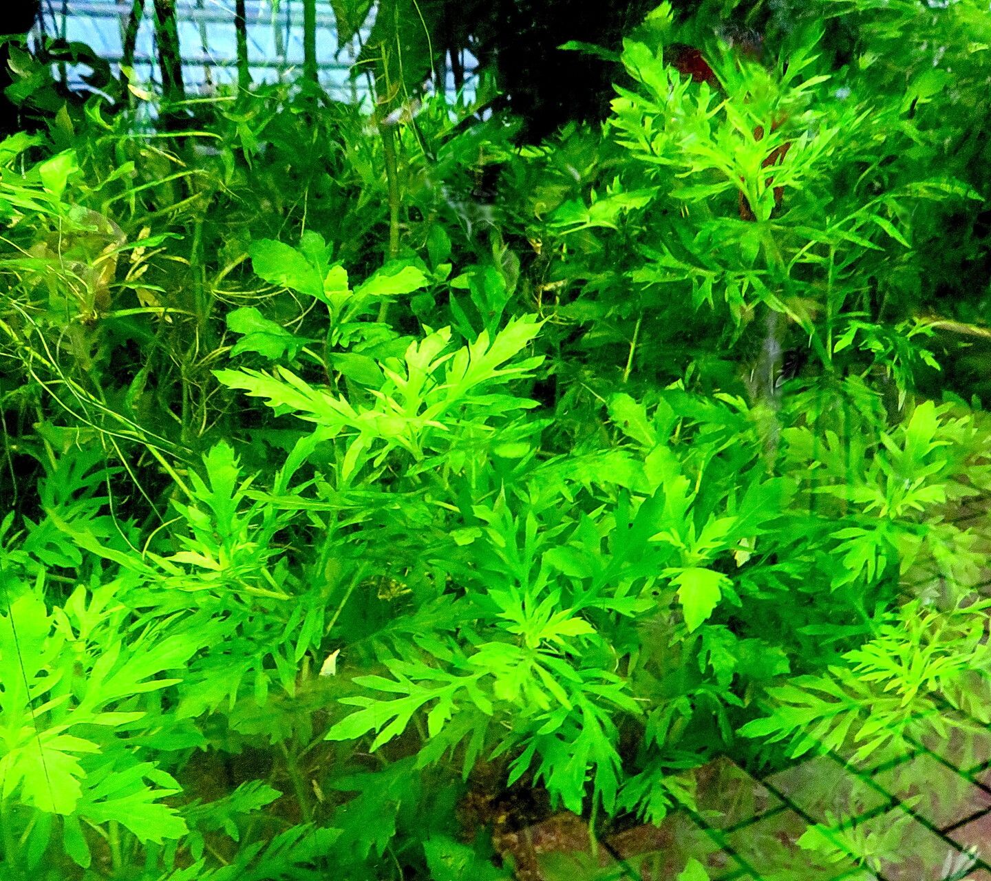 Limnophila sessiliflora — houseplant care guide