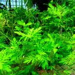 Limnophila sessiliflora