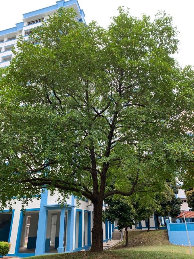 Fagraea fragrans habit