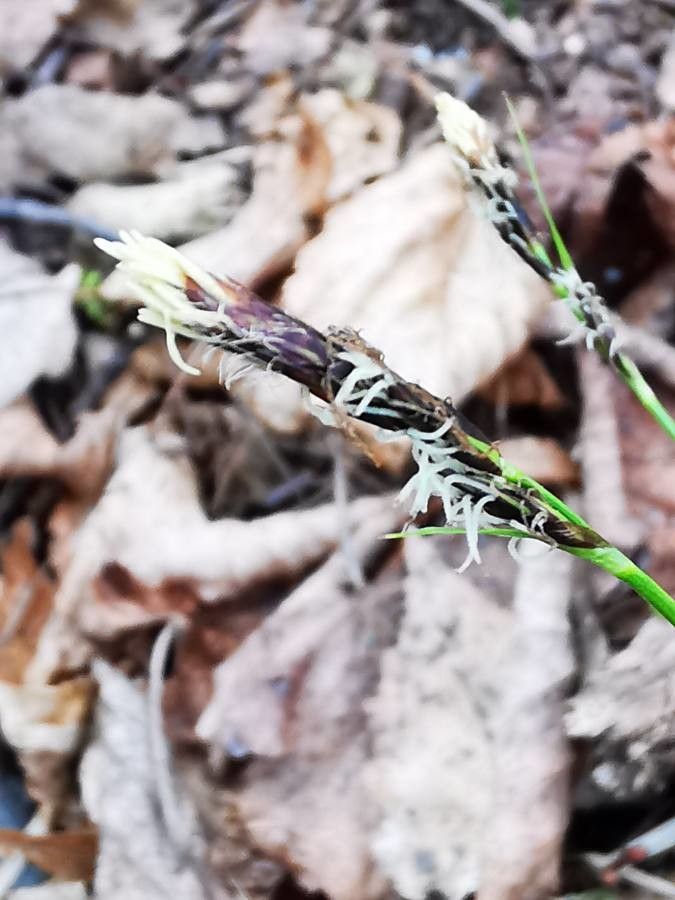 Carex montana flower