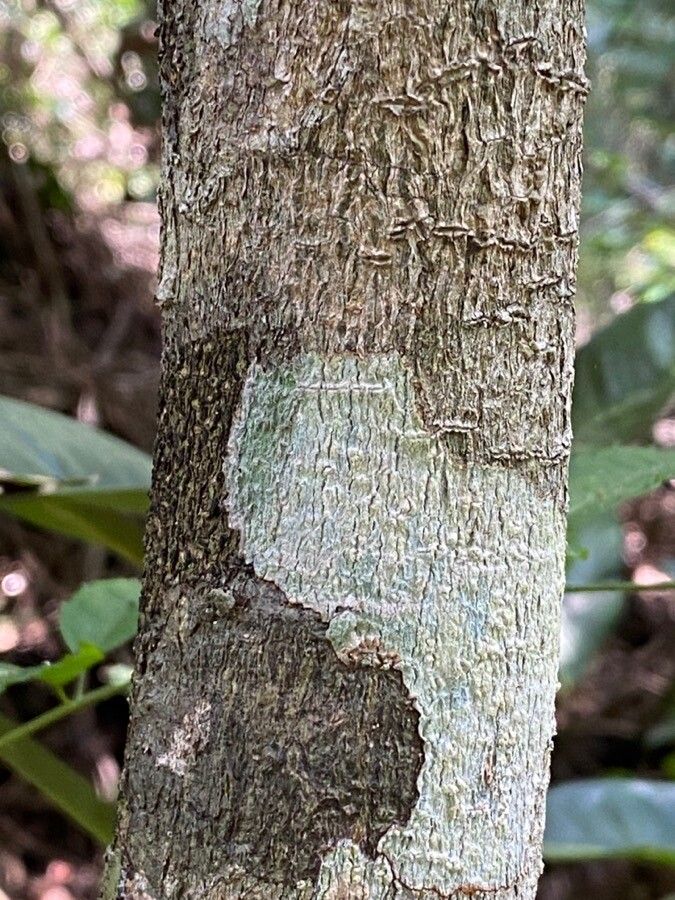 Pilocarpus spicatus bark
