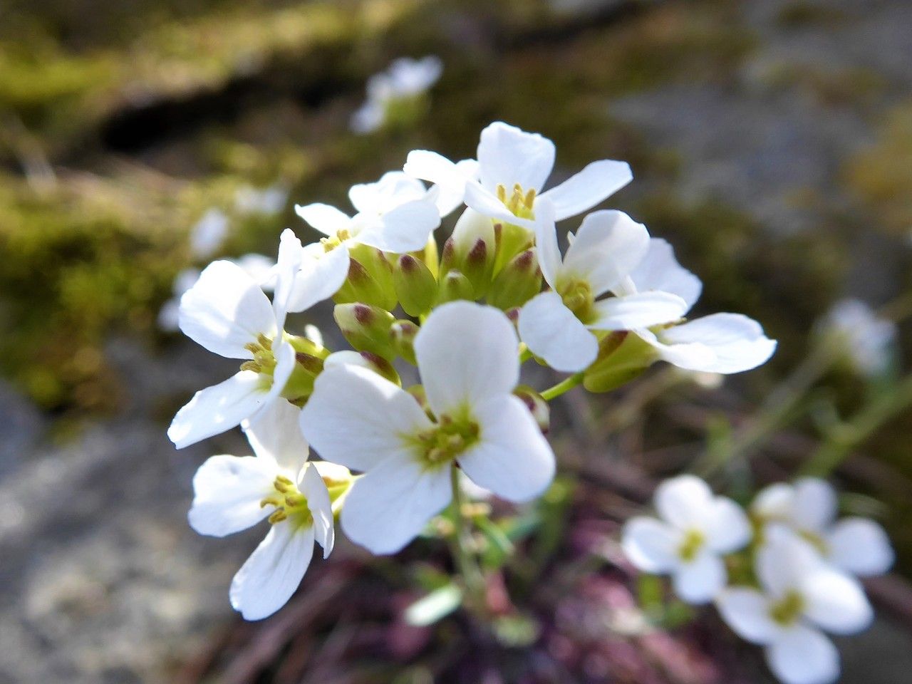 Arabidopsis lyrata flower