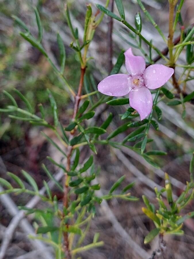 Boronia pinnata habit