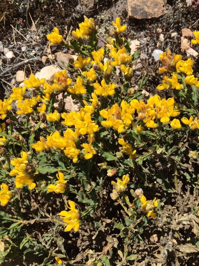 Genista delphinensis flower