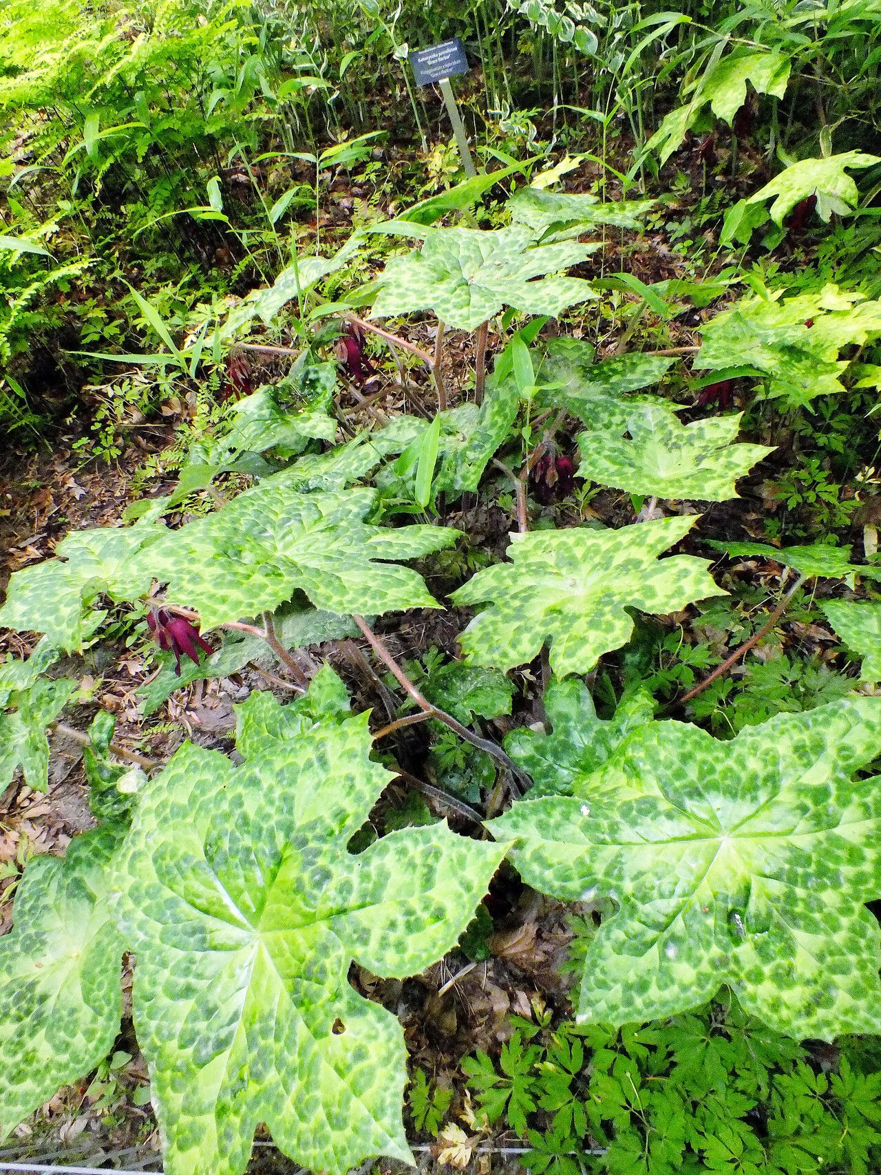 Podophyllum versipelle leaf