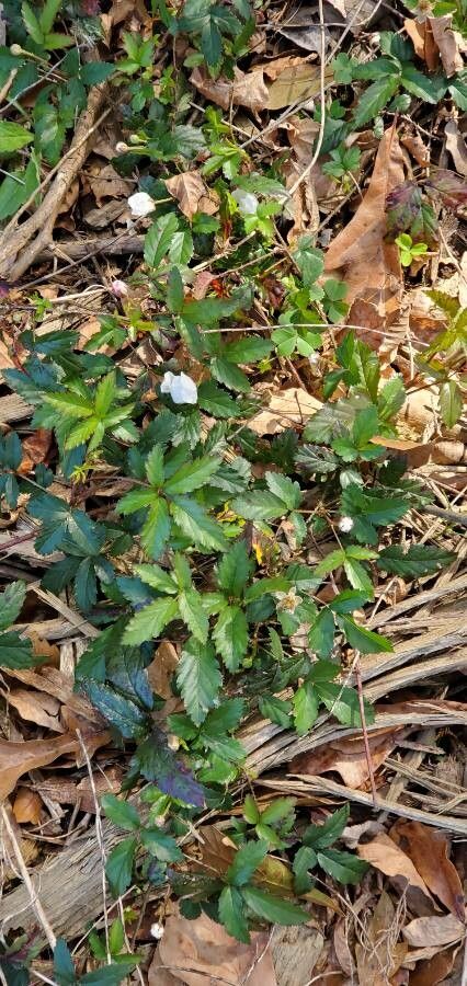 Rubus trivialis flower