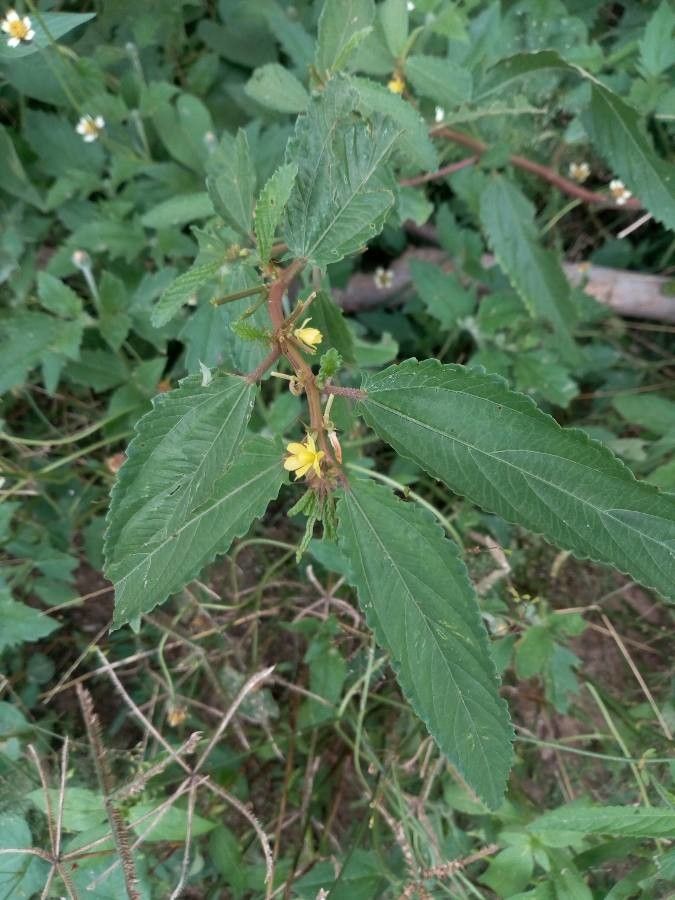 Corchorus tridens leaf