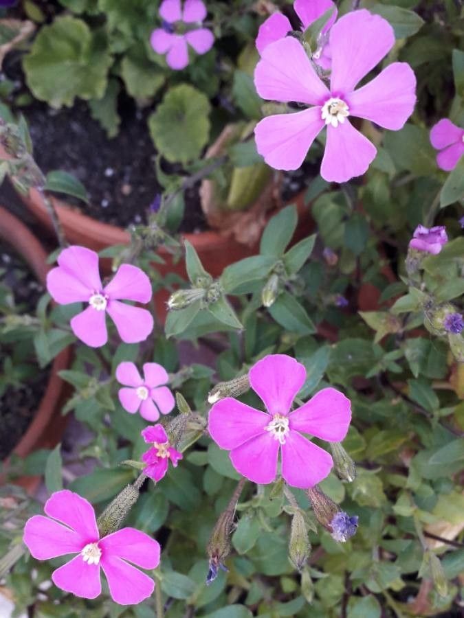 Saponaria ocymoides flower