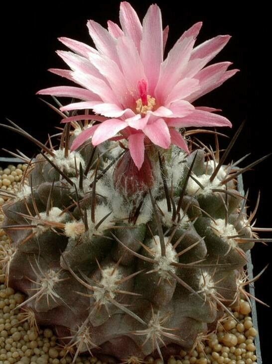 Eriosyce recondita — houseplant care guide