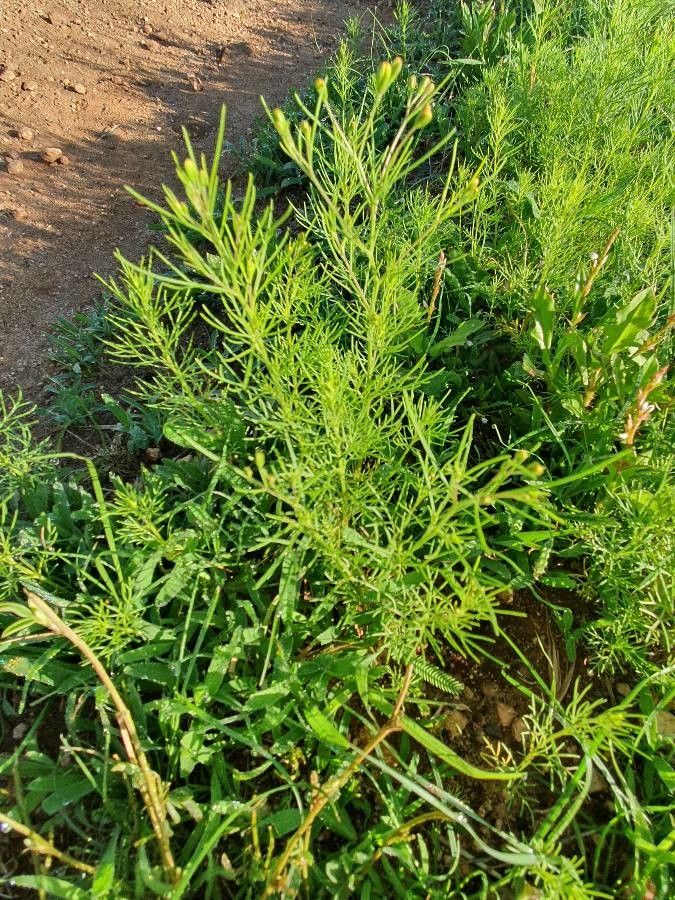 Schkuhria pinnata — houseplant care guide