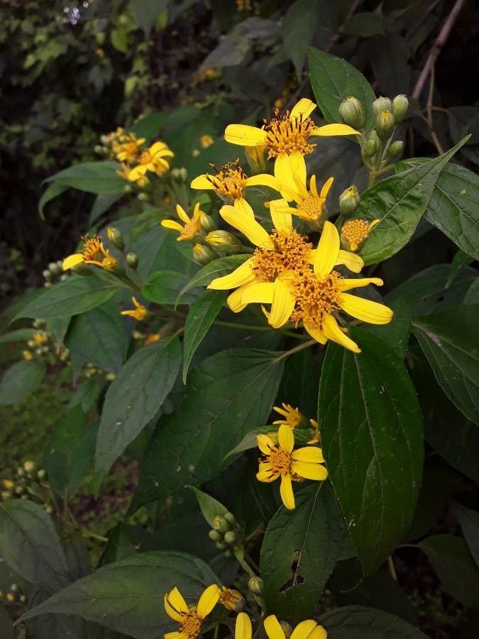 Calea urticifolia — houseplant care guide