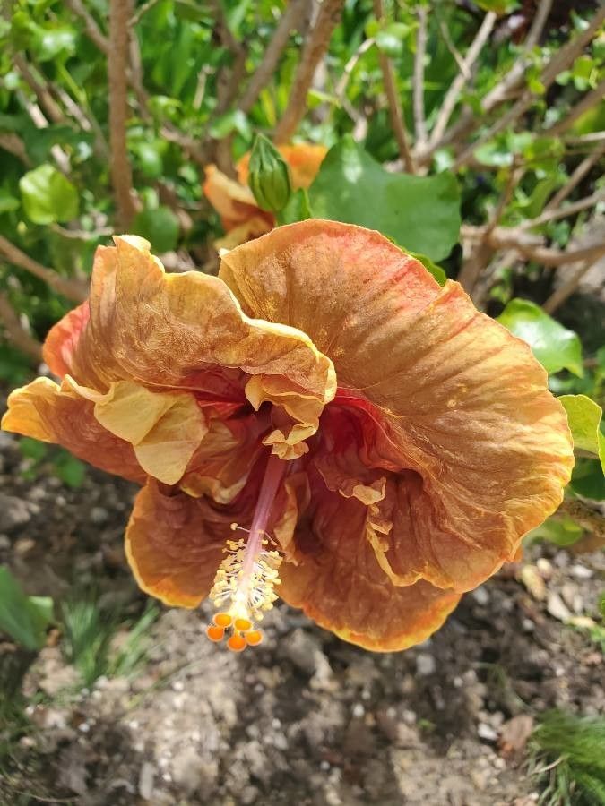 Thespesia populnea flower