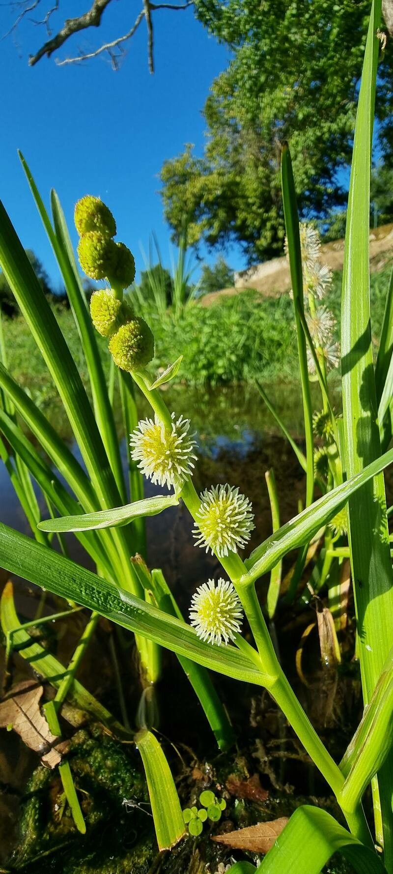 Sparganium emersum flower