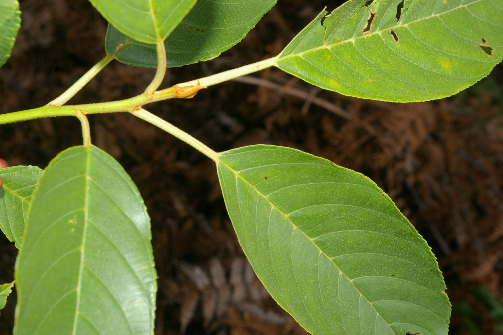 Frangula pendula leaf