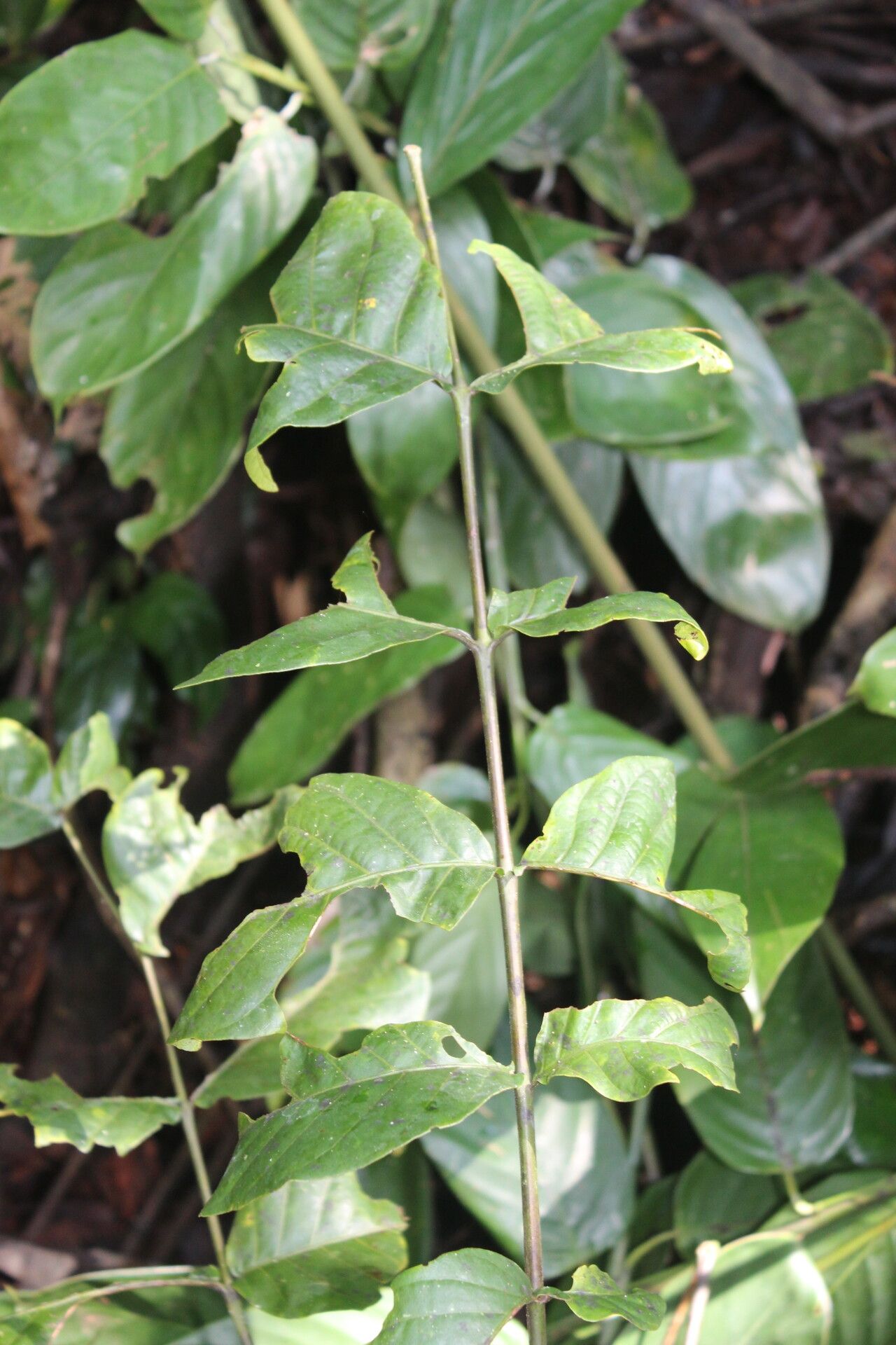 Lannea welwitschii — search result for 'Lannea'