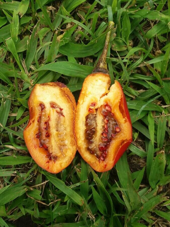 Solanum betaceum fruit