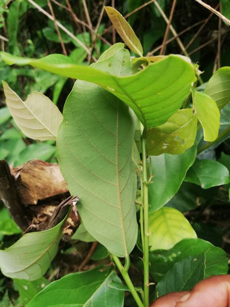 Bridelia ripicola — houseplant care guide