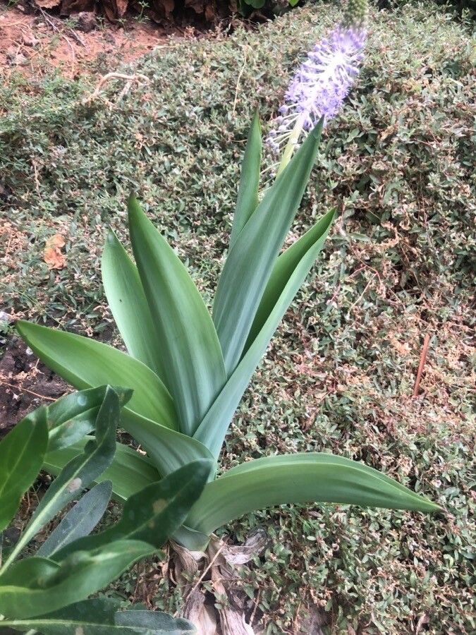 Scilla latifolia leaf