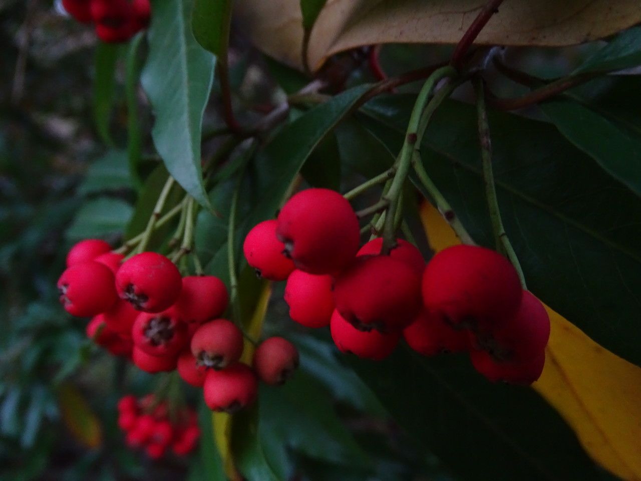 Photinia davidiana fruit