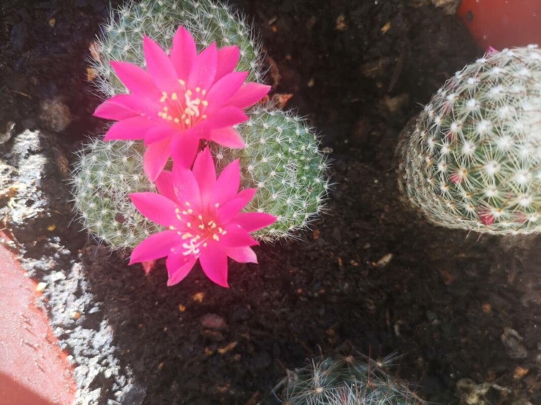 Rebutia spp. flower