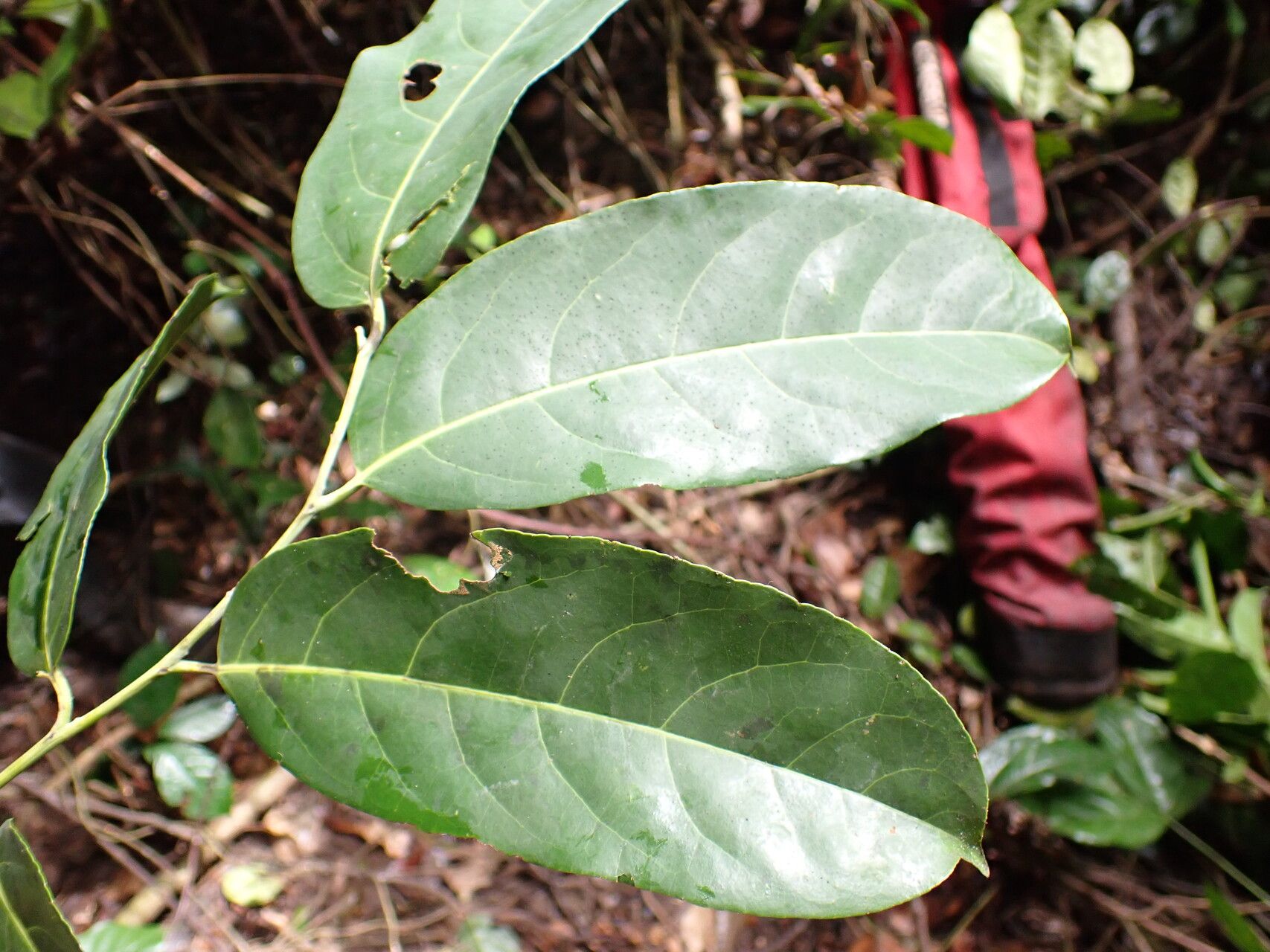 Casearia prismatocarpa — houseplant care guide