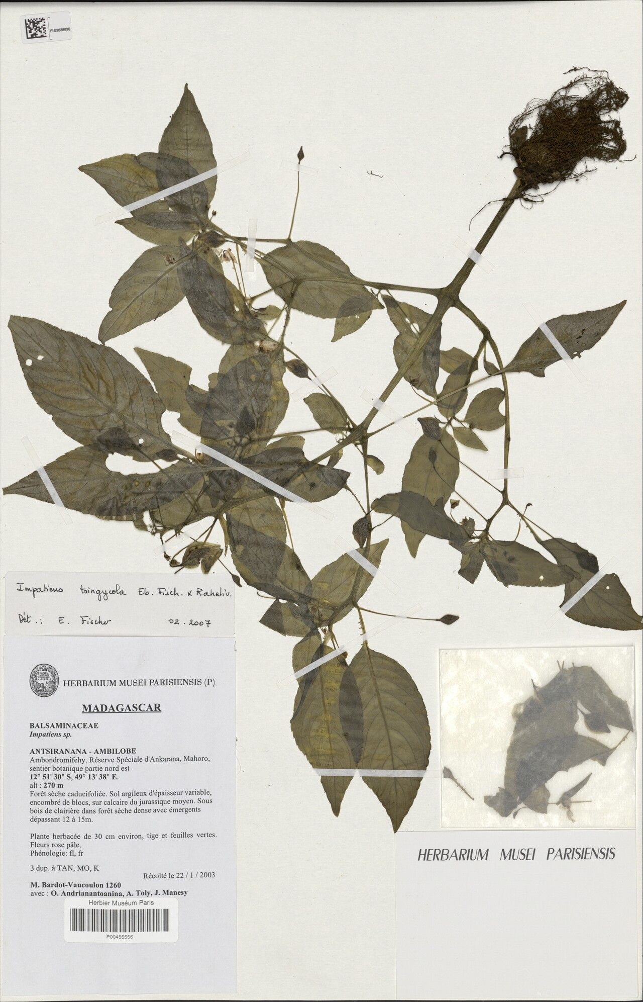 Impatiens tsingycola — houseplant care guide