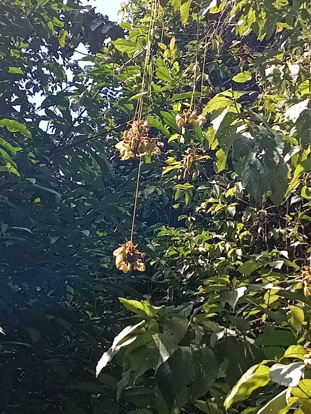 Mucuna mutisiana flower