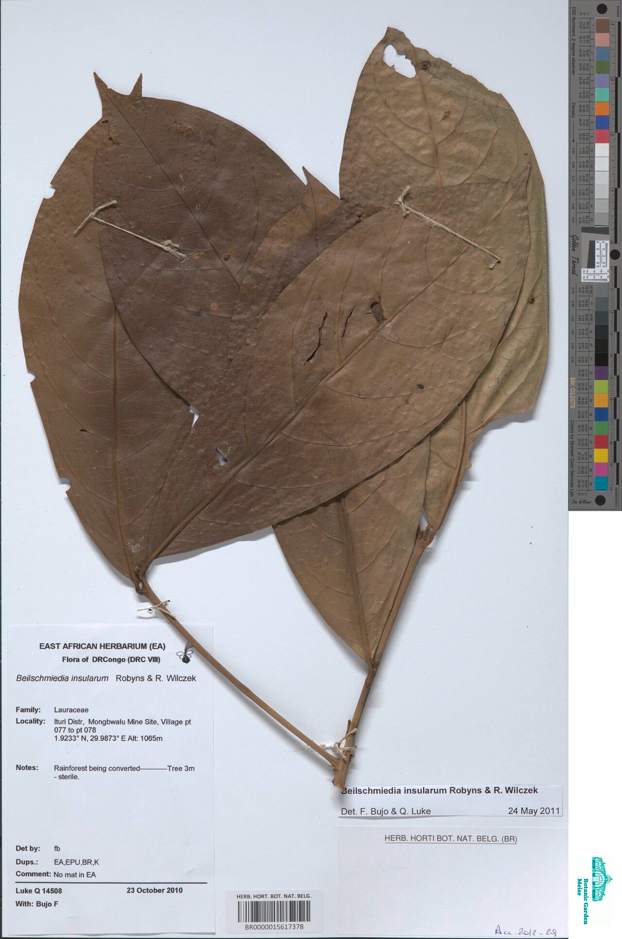 Beilschmiedia insularum — houseplant care guide