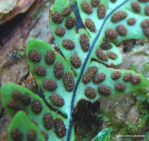 Ctenopterella blechnoides — houseplant care guide