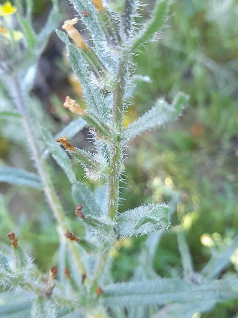 Arnebia decumbens fruit