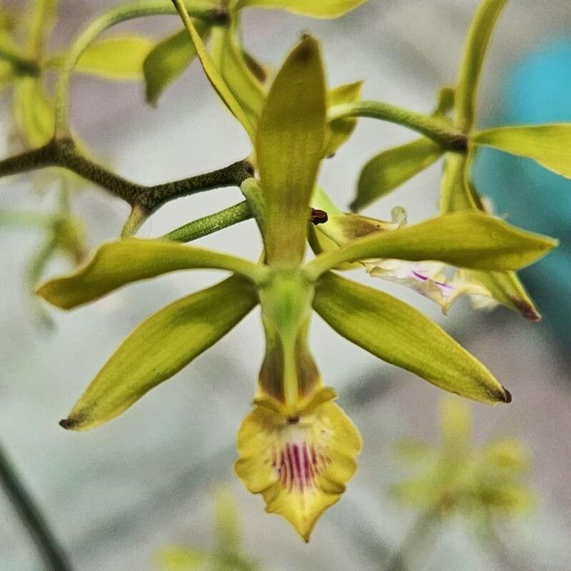 Encyclia ceratistes