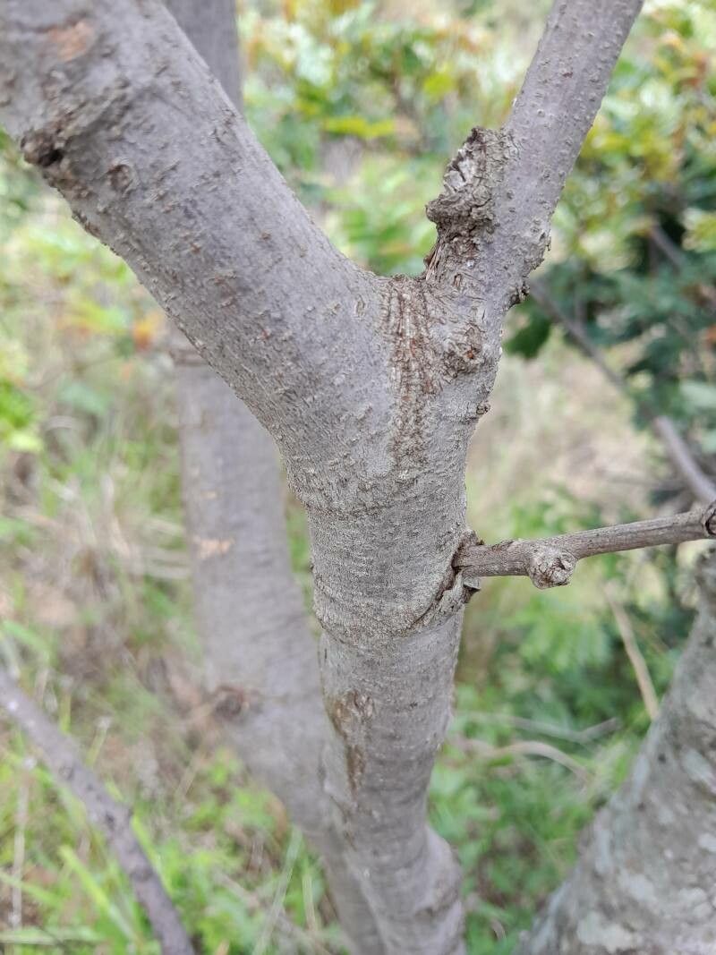 Albizia mainaea bark
