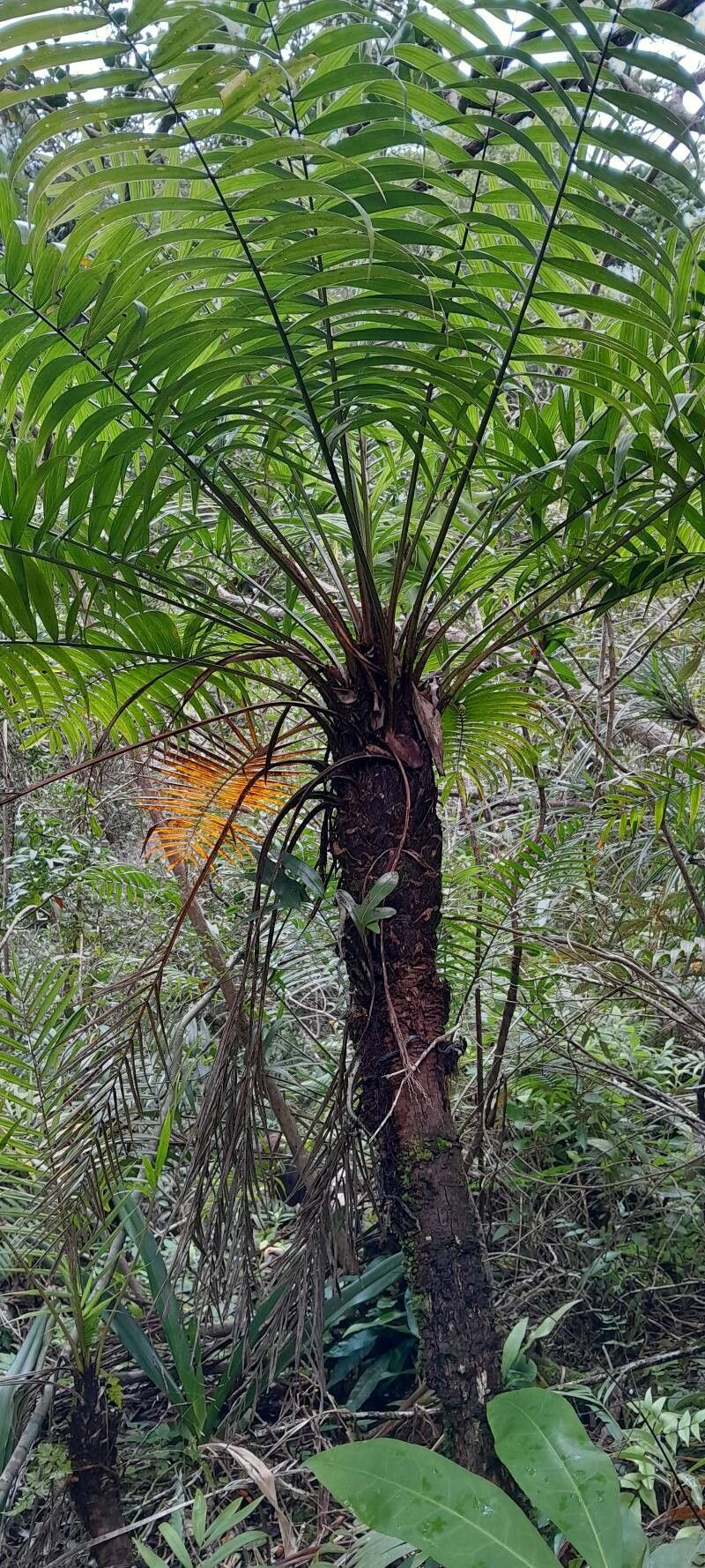 Ravenea cycadifolia habit