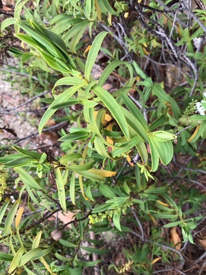 Veronica speciosa — search result for 'Veronica'