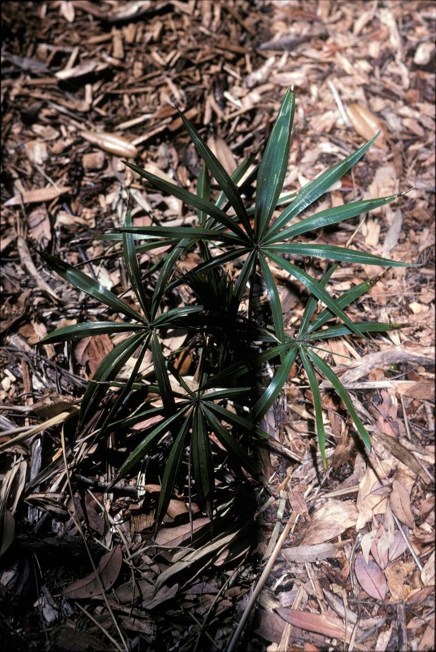 Guihaia argyrata — houseplant care guide