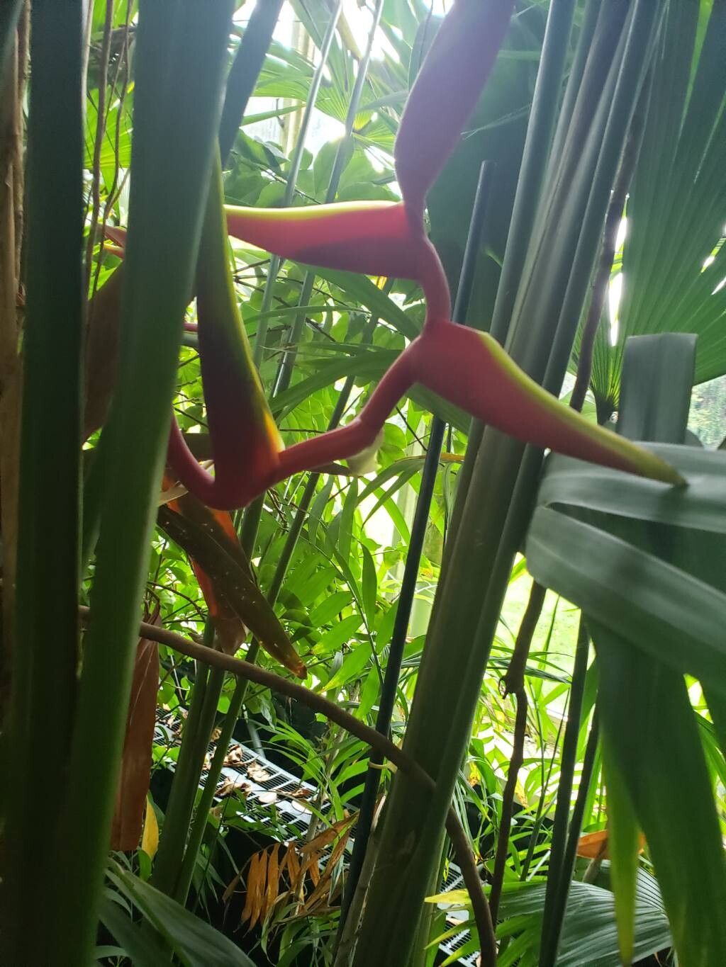 Heliconia × rauliniana — search result for 'Heliconia'