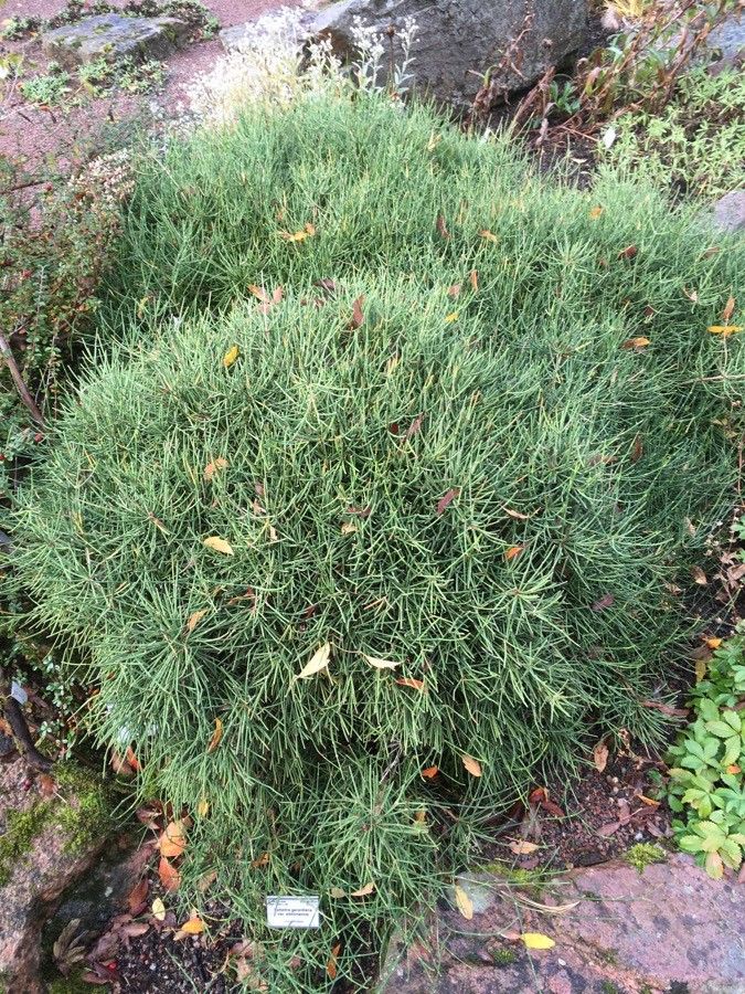 Ephedra gerardiana habit