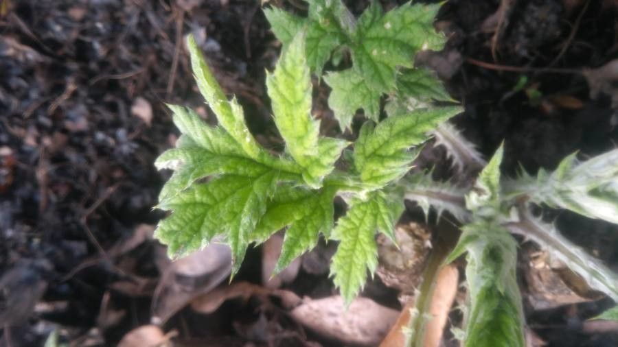 Echinops exaltatus leaf