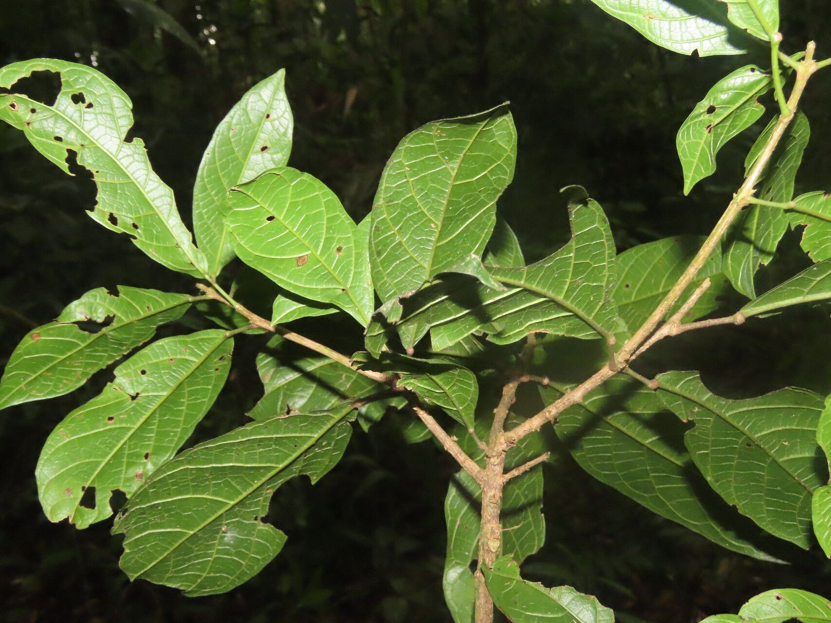 Sloanea brenesii leaf