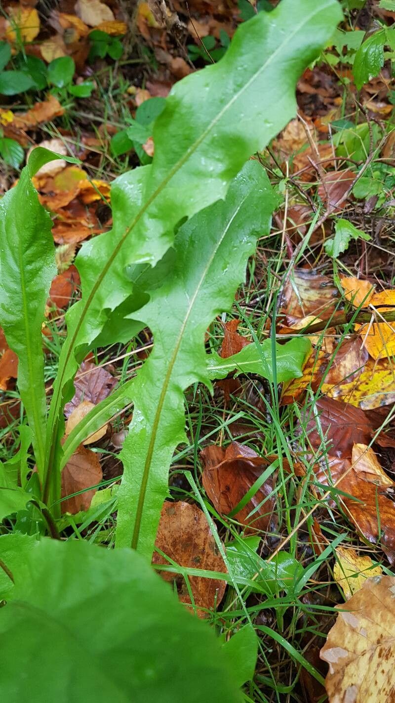 Taraxacum venustum — search result for 'Taraxacum'