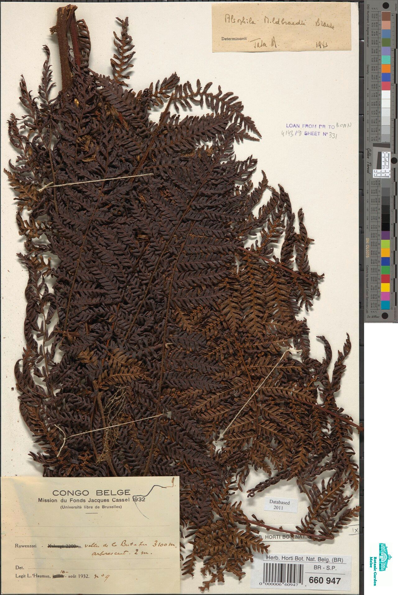 Gymnosphaera mildbraedii — related species from the same genus